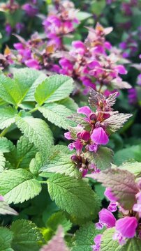 Close up of purple lamium purpureum flowers. Red dead-nettle or lamium maculatum blooming in the garden. Wildflowers of the lamiaceae family growing in the green grass. Vertical video.