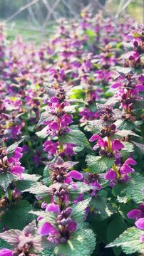 Close up of purple lamium purpureum flowers. Red dead-nettle or lamium maculatum blooming in the garden. Wildflowers of the lamiaceae family growing in the green grass. Vertical video.