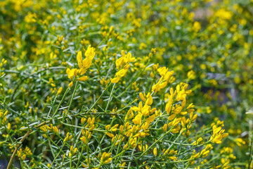 Obraz premium Bright yellow flowers bloom in a garden during springtime in a sunny location