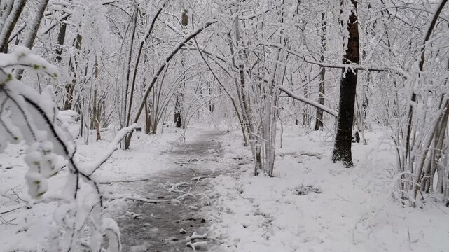 Snow in the spring forest. Sudden snowfall in spring. Changeable weather. Sharp cold snap. Changing of the climate.
