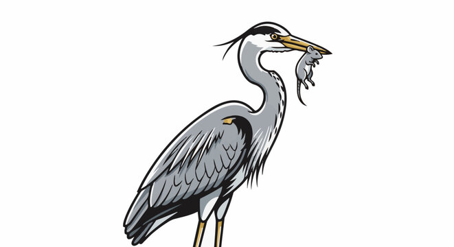 A gray heron stands on its legs, holding a mouse in its beak
