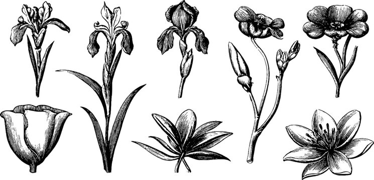 Monochrome floral engravings arranged in horizontal row layout