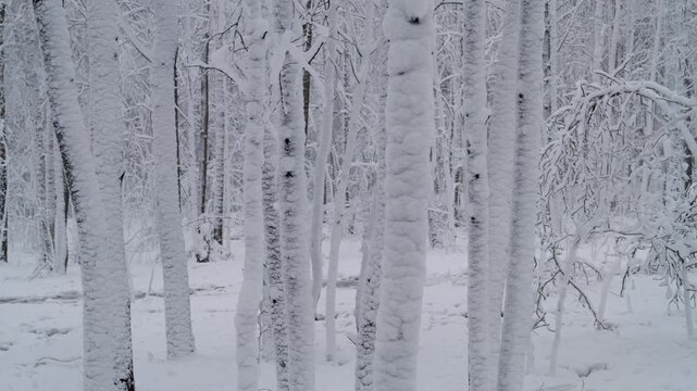 Snow in the spring forest. Sudden snowfall in spring. Changeable weather. Sharp cold snap. Changing of the climate.