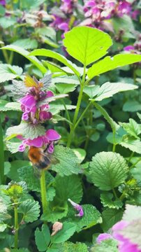 Close up of purple lamium purpureum flowers. Red dead-nettle or lamium maculatum blooming in the garden. Wildflowers of the lamiaceae family growing in the green grass. Vertical video.