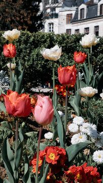 Tulips and primulas in Paris spring garden with Haussmann facades visible