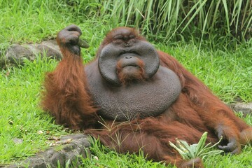 an orangutan sits relaxed in the grass with his hands raised © Pitokung