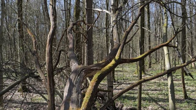 Old trees in the spring forest. Nature scene.
Old trees covered with moss in a spring forest.