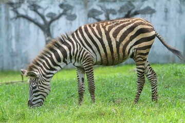 Naklejka premium side view of a zebra grazing in a field