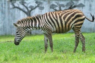 Naklejka premium side view of a zebra grazing in a field