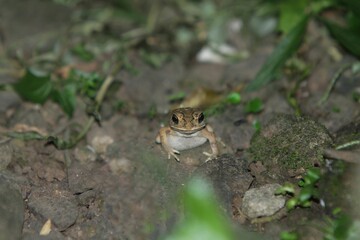 Obraz premium a frog is stalking prey on the ground at night