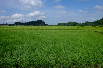 Fototapeta premium Beautiful vast green rice paddy field landscape with limestone mountain and blue sky background in rural Thailand.