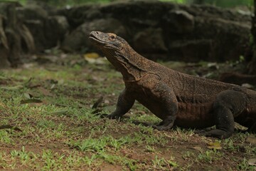 Fototapeta premium A komodo dragon wanders through the grass while observing its surroundings in the morning