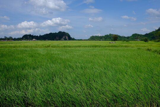 Beautiful vast green rice paddy field landscape with limestone mountain and blue sky background in rural Thailand.
