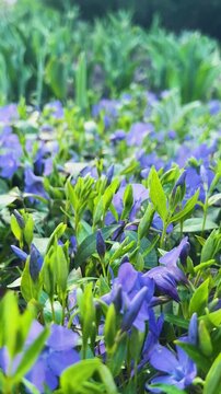 Blue periwinkle flowers blooming in a spring garden. Green vinca minor leaves form a dense ground cover. Evergreen juniper bushes and tulip sprouts are visible in the background. 