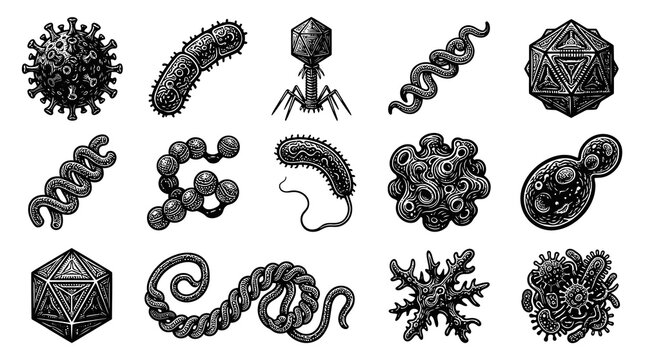 Black and White Engraved Microbes Set: Viruses, Bacteria, Germs for Science and Medicine