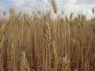 Fototapeta premium Golden Durum Spikes.
