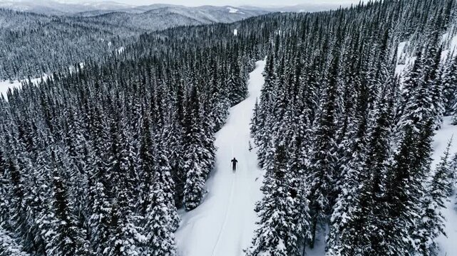 Aerial view of a lone cross country skier gliding along a snow trail through dense conifer forest. Winter landscape, solitude, endurance and outdoor recreation in remote alpine wilderness.