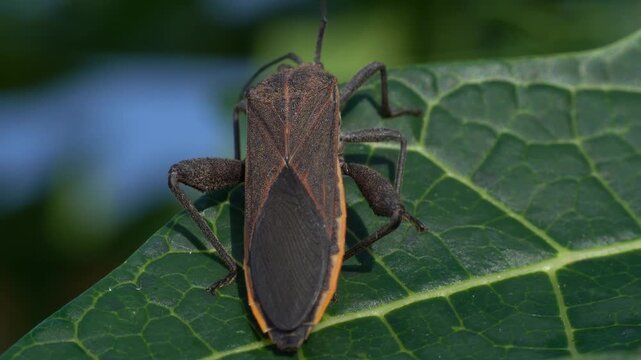 Macro 4K of Giant Coreid Bug Anoplocnemis Phasiana on Green Leaf