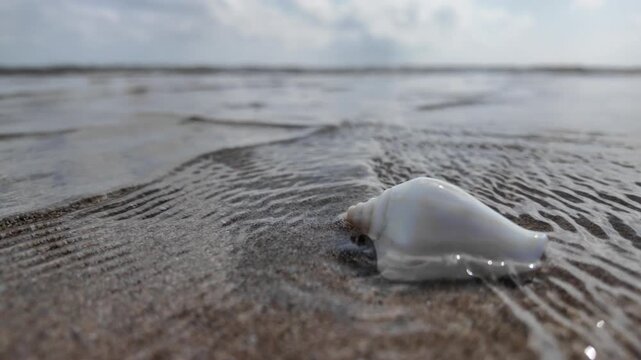 Close-up of a small white spiral seashell resting on a wet sandy beach as gentle clear sea water ripples over it. Perfect for summer vacation and tropical travel concepts.