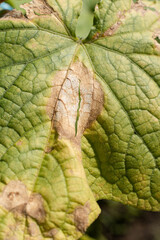 Naklejka premium Cucumber plant leaf affected by downy mildew disease, displaying yellowing and necrotic brown spots, with white fungal growth. Plant pathology