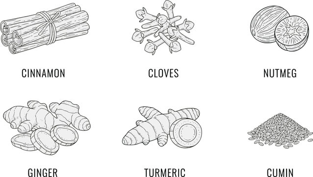 Hand drawn spice collection illustration flat vector set of cinnamon cloves nutmeg ginger turmeric and cumin isolated on white high quality professional detailed
