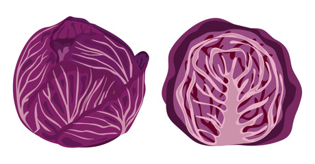 Fototapeta premium Red cabbage, whole and half heads on a white background. Vector illustration.