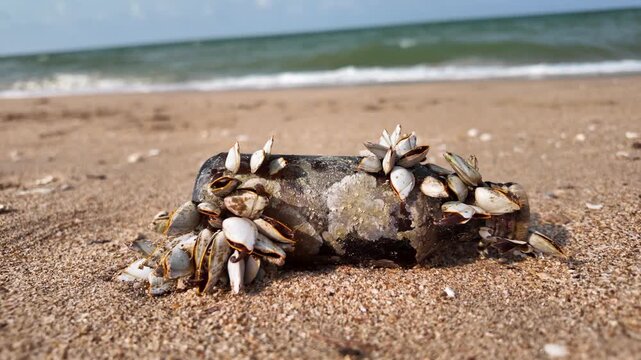 Bottles covered in barnacles were washed ashore by the waves. concept of marine environmental conservation, the problem of ocean debris, and impact on ecosystems. 4K horizontal slow motion footage.