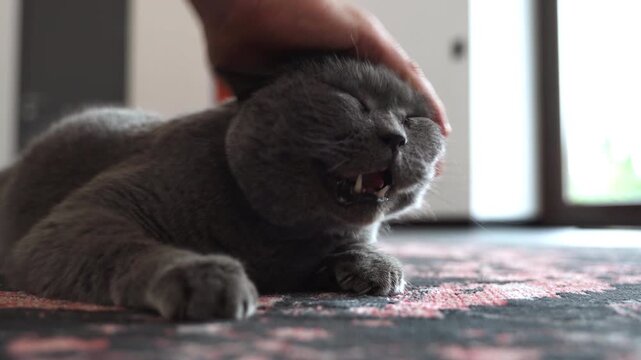 Adorable grey British Shorthair cat yawning while being caressed by its owner's loving hand on a cozy rug in a bright room