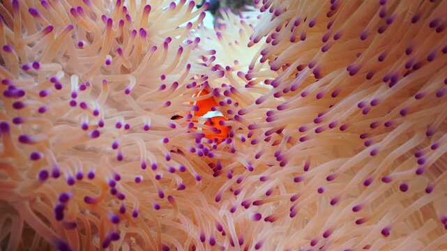 Macro of Clownfish Peeking through Purple Anemone