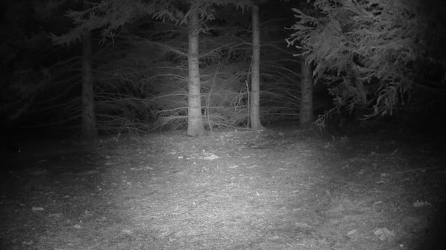 B&W infrared trail camera footage captures a striped skunk with glowing eyes scampering through a dark conifer forest while scavenging for food near tree trunks.