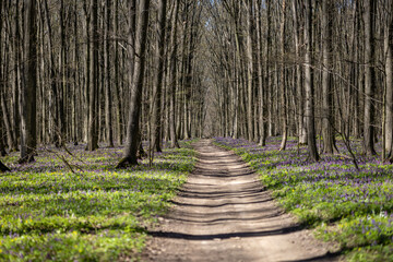 Fototapeta premium A forest path in spring