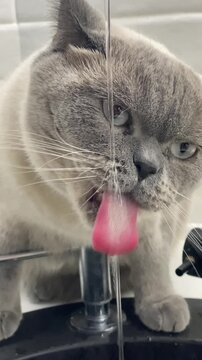 Close-up of a grey British Shorthair cat curiously watching and drinking water from a dripping bathroom faucet.
