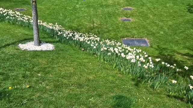 daffodils in a lawn or grass strip creates a naturalized meadow effect.manage lawn maintenance to allow bulbs to replenish energy for following, 