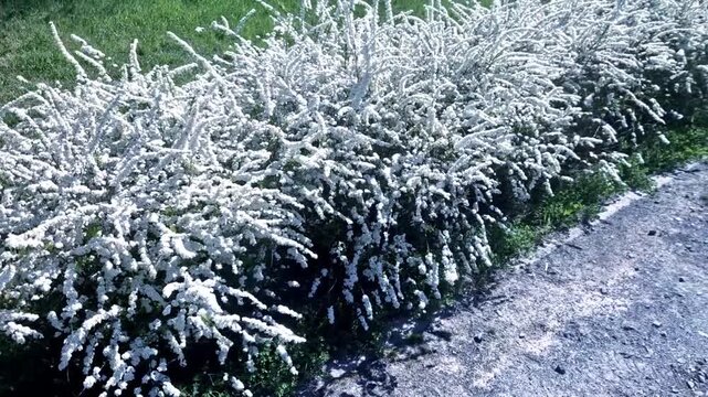 dramatic, arching branches smothered in tiny white flowers durin spring.Clusters small,  white flowers bloom in spring. dense, mounded habit with gracefully cascading arching wands of blossoms.