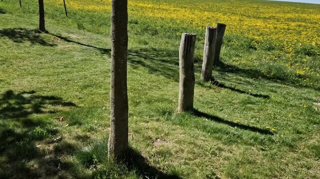 Aesthetic Fencing Even unlit, they serve as rustic, sculptural fence posts. slits add textured, architectural look that standard round posts lack.​Natural Rot Resistance deep slits are cut into thick 