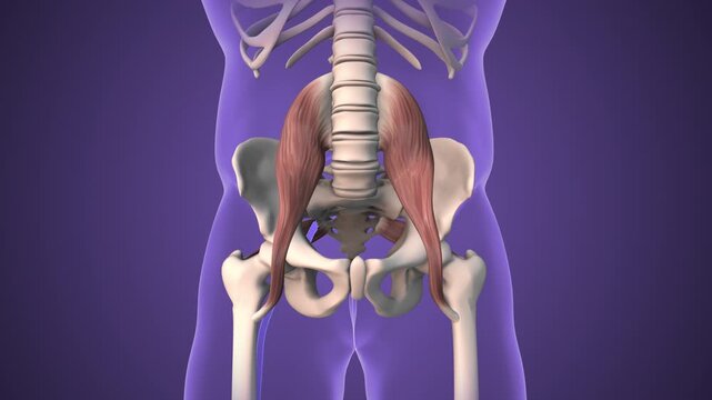 Psoas and Piriformis Muscles Are Impacting Sciatic Nerve