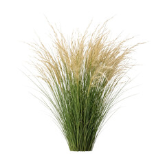 Fototapeta premium Ornamental tall grass plant with feathery plumes isolated. Natural landscape garden element.