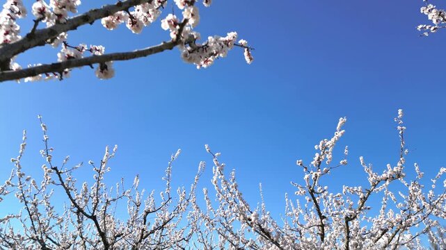 Cinematic drone flyover of apricot trees in full bloom during spring, showing a beautiful orchard with white blossoms under a bright blue sky in a peaceful rural landscape.