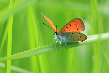 Large copper, beautiful butterfly on plant © Simun Ascic