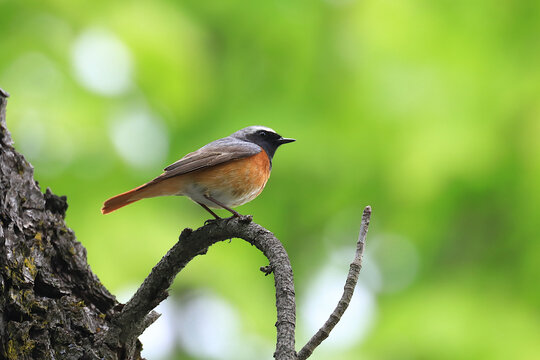 Common redstart on tree in spring