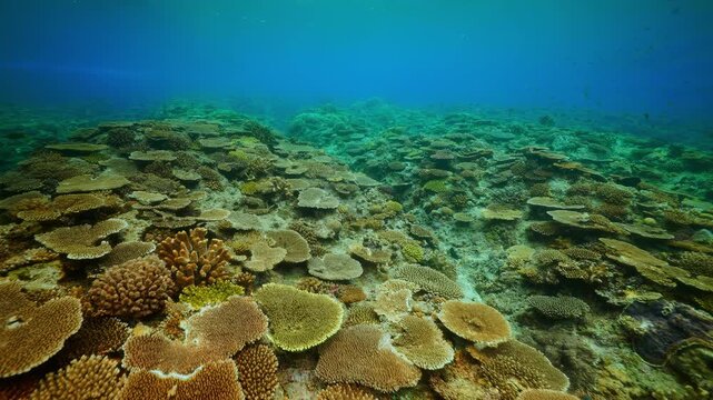 Massive Table Coral Formations in Tropical Blue Ocean