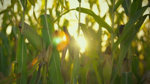 Vast autumn cornfield with ripened yellow corn ears stands tall amidst dry leaves. mature stalks plot await impending harvest, ready for their kernel-rich bounty to be collected from expansive field