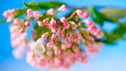 Fototapeta premium Close up of pink flowers on a blue background with green leaves during springtime in a garden setting