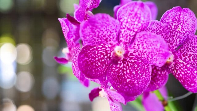 Vibrant purple vanda orchid flowers swaying gently in soft tropical breeze with cinematic bokeh background.
