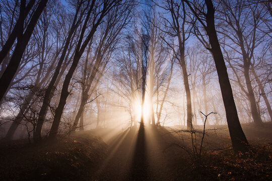 Amazing rays of lights in the forest with mystic atmosphere. Brasov, Romania.
