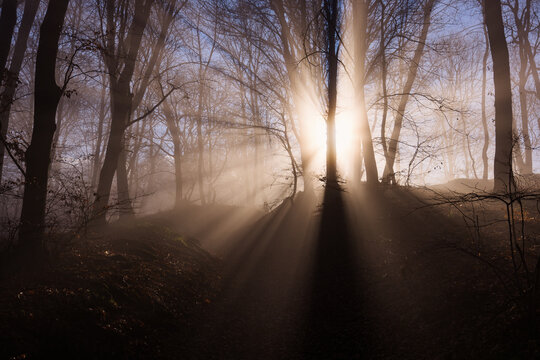 Amazing rays of lights in the forest with mystic atmosphere. Brasov, Romania.