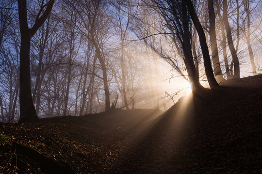 Amazing rays of lights in the forest with mystic atmosphere. Brasov, Romania.