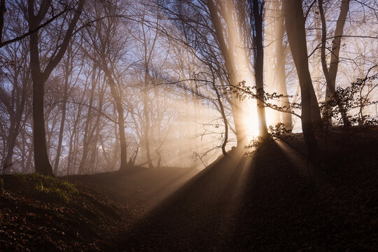 Amazing rays of lights in the forest with mystic atmosphere. Brasov, Romania.