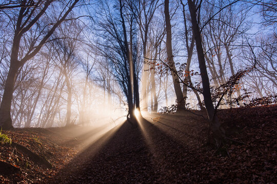 Amazing rays of lights in the forest with mystic atmosphere. Brasov, Romania.