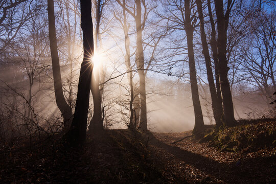 Amazing rays of lights in the forest with mystic atmosphere. Brasov, Romania.